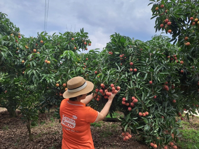 Nhân viên Sendo Farm kiểm tra chất lượng trái cây tận vườn. Ảnh: Sendo